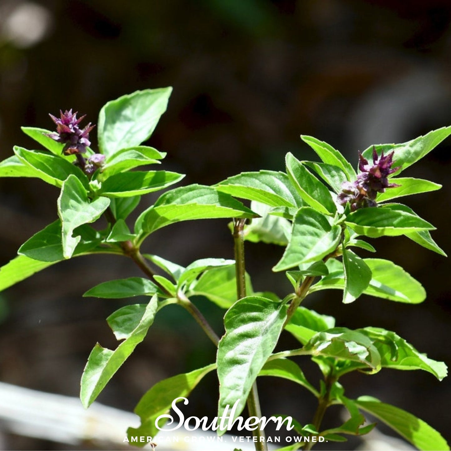 Licorice Basil Seeds – Heirloom, Open Pollinated, 250 Seeds, Ocimum basilicum, Culinary Herb, USDA Zone All