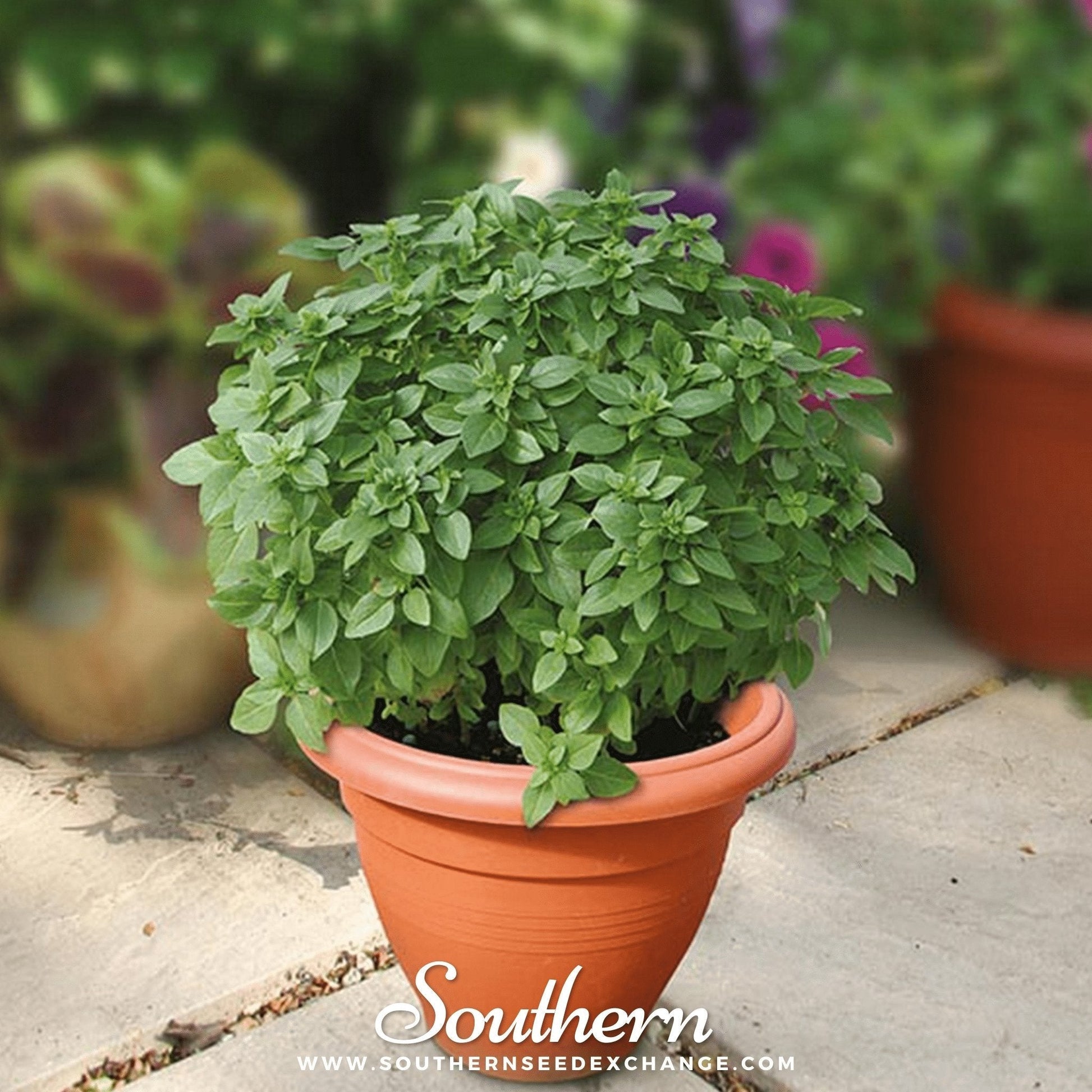Piccolino Basil Seeds - Heirloom, Open Pollinated, Compact Annual, Ocimum basilicum, 20 Seeds