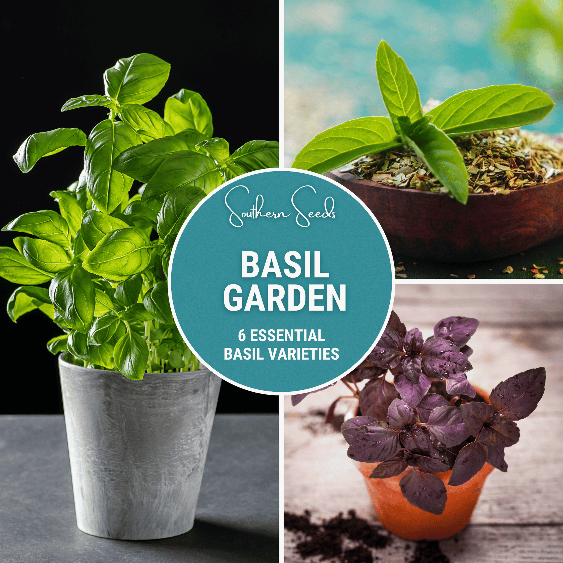Basil Seed Collection – 6 Varieties Heirloom Non-GMO Seeds for Culinary Herbs, Pesto, Thai, Lemon, Holy, Cinnamon