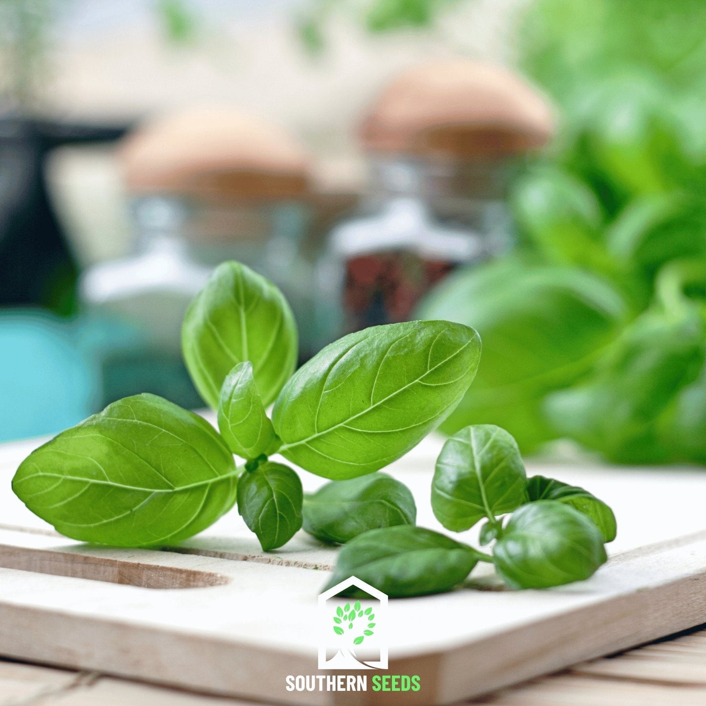 Sweet Basil Seeds | Heirloom, Non-GMO, Open Pollinated | Ocimum basilicum | 250 Seeds for Culinary Herbs