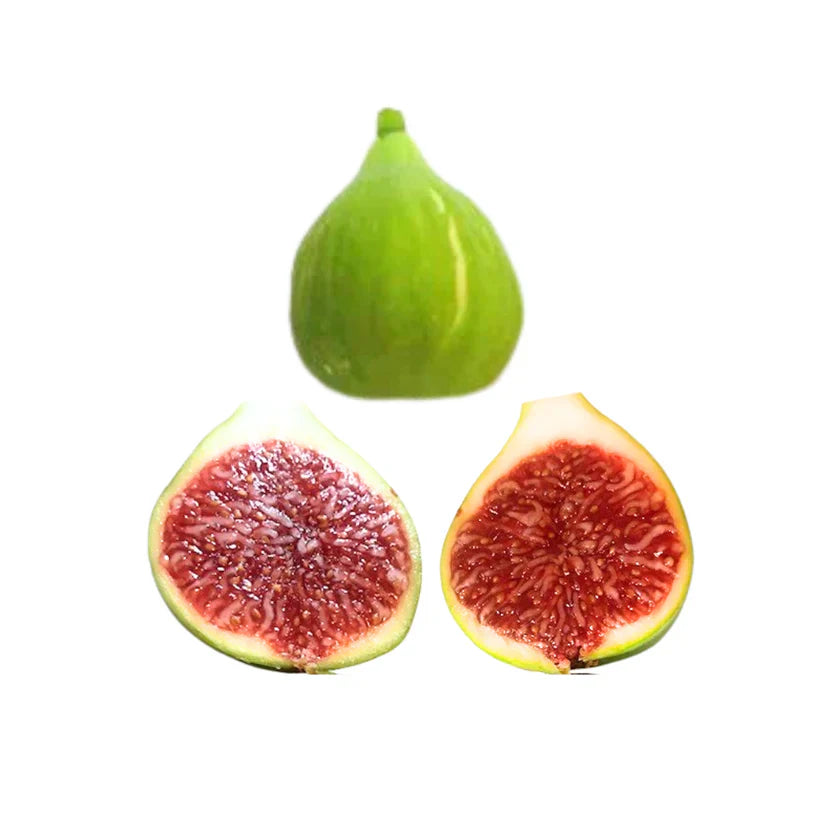 Battaglia Green Fig Cutting - Unrooted 8"+ Ficus carica Rare Heirloom Green Skin Red Flesh Propagation