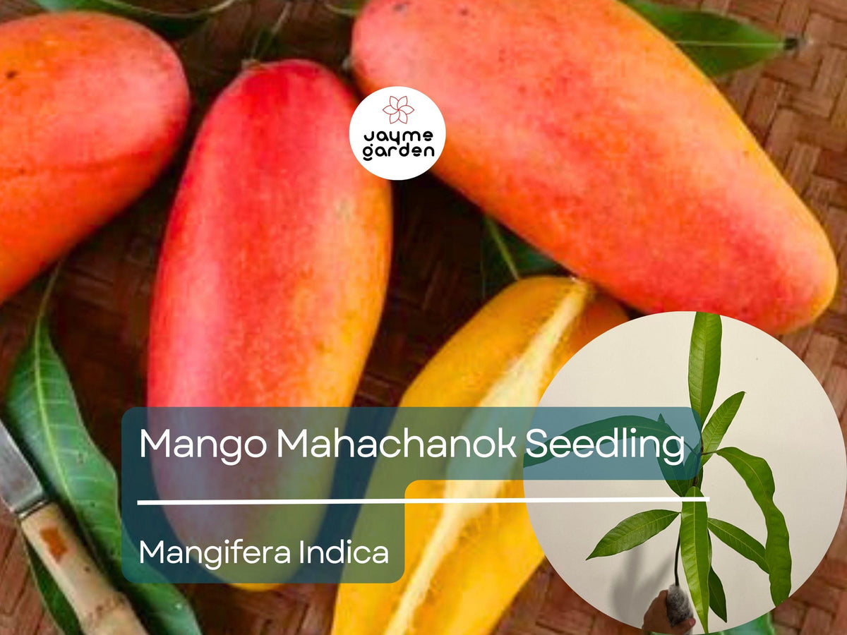 Mango Mahachanok Starter Plant Seedling - 12"-24" Live Fruit Tree - Mangifera indica - Sweet, Fiber-Free Mangoes for Garden