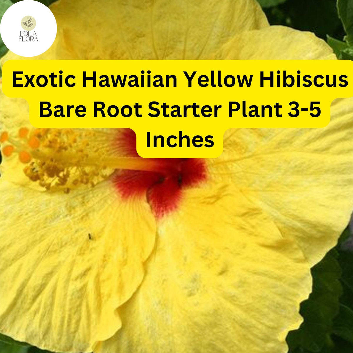 Hibiscus rosa-sinensis 'Hawaiian Yellow' - Exotic Yellow Hibiscus Live Starter Plant 3-5 Inches