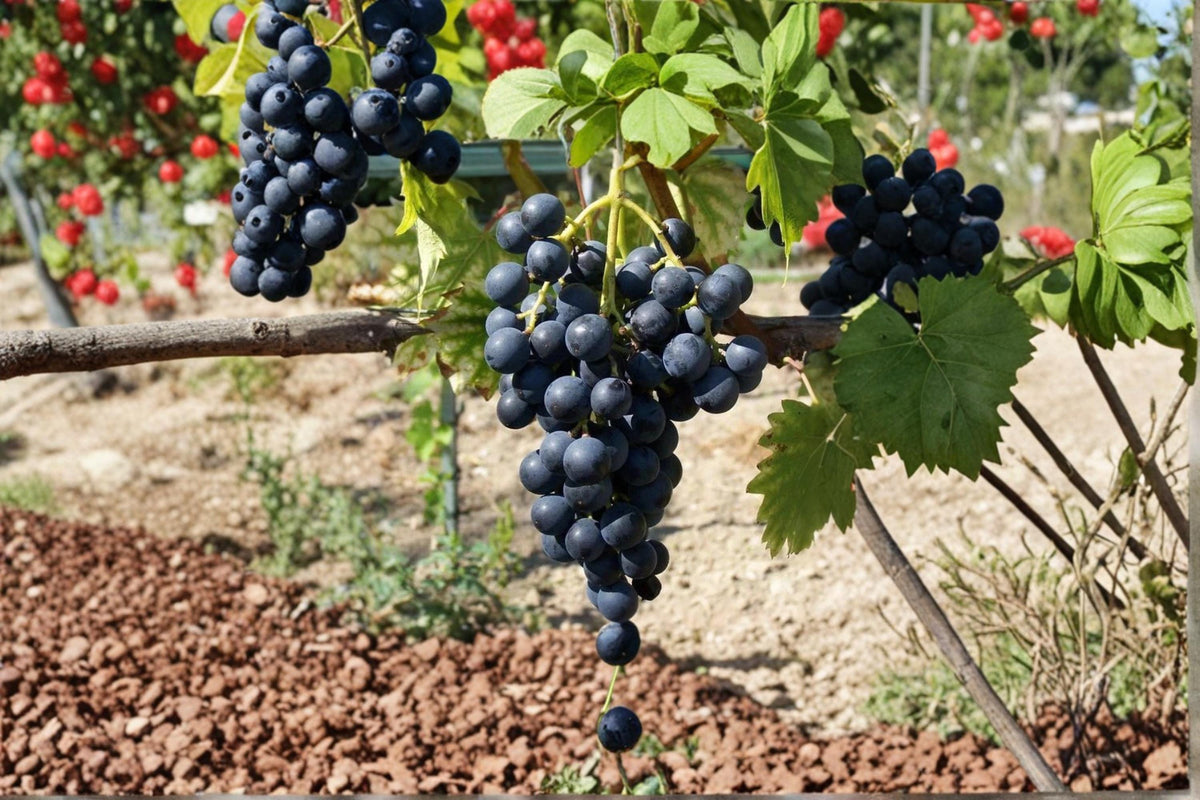Muscat Bleu Grape Cuttings 6-8" Unrooted Vitis vinifera ‘Muscat Bleu’ - 5 Deciduous Climbing Vine Cuttings for Propagation