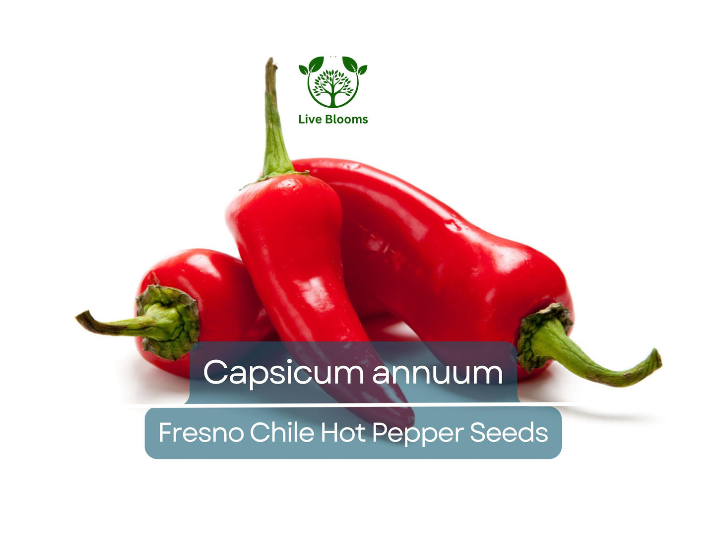 250 mg Fresno Chile Hot Pepper Seeds - Heirloom Capsicum annuum for Spicy Cooking & Salsas