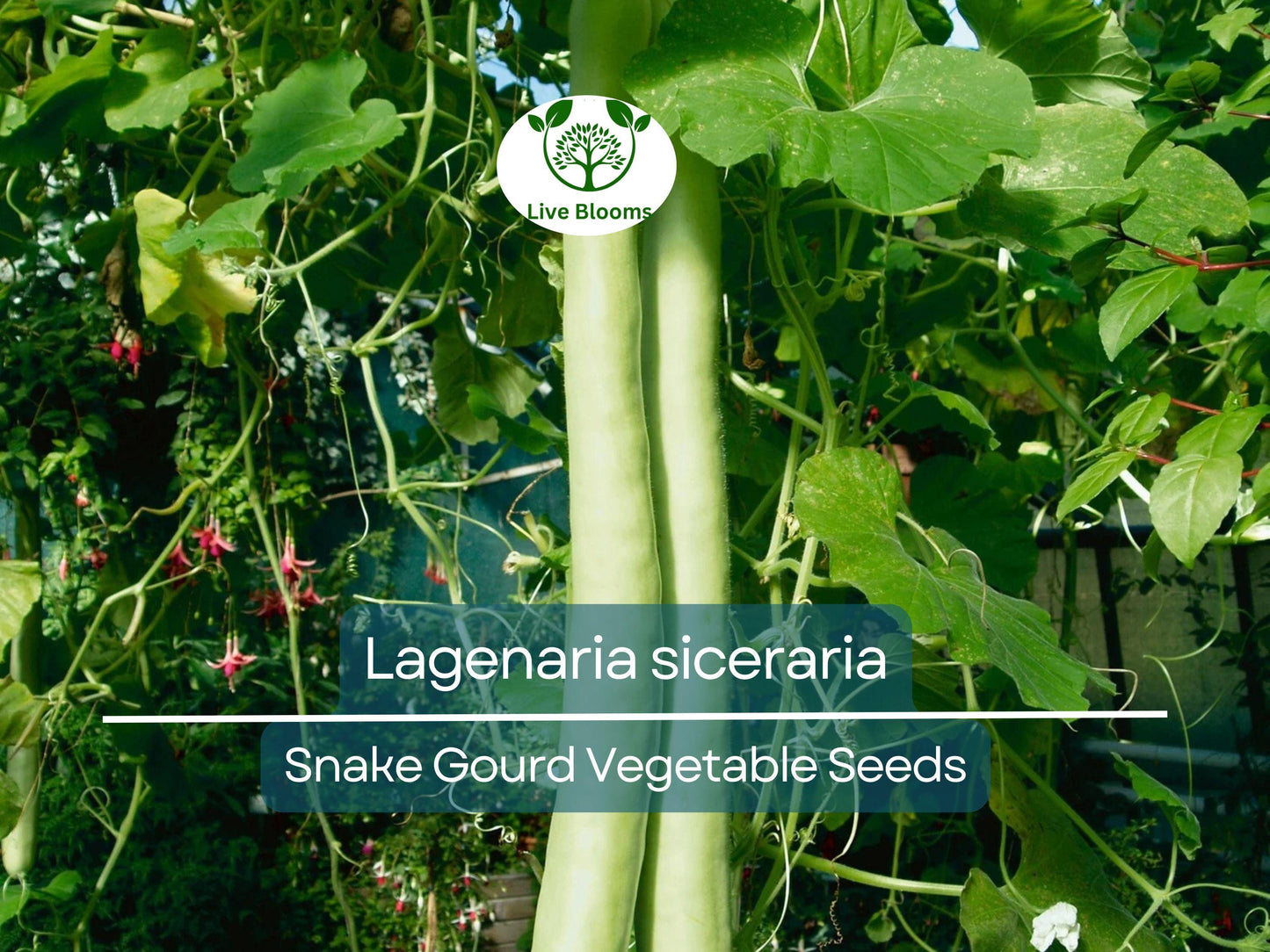 10 Seeds Snake Gourd (Lagenaria siceraria) – Non-GMO Heirloom Edible Vegetable, Easy to Grow