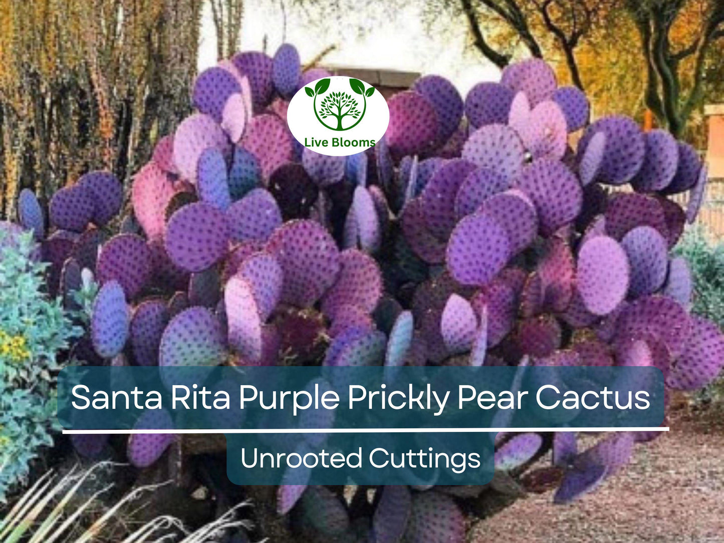 3 Santa Rita Purple Prickly Pear Cactus Opuntia Violacea 5-6" Unrooted Cuttings - Rare Purple Cactus