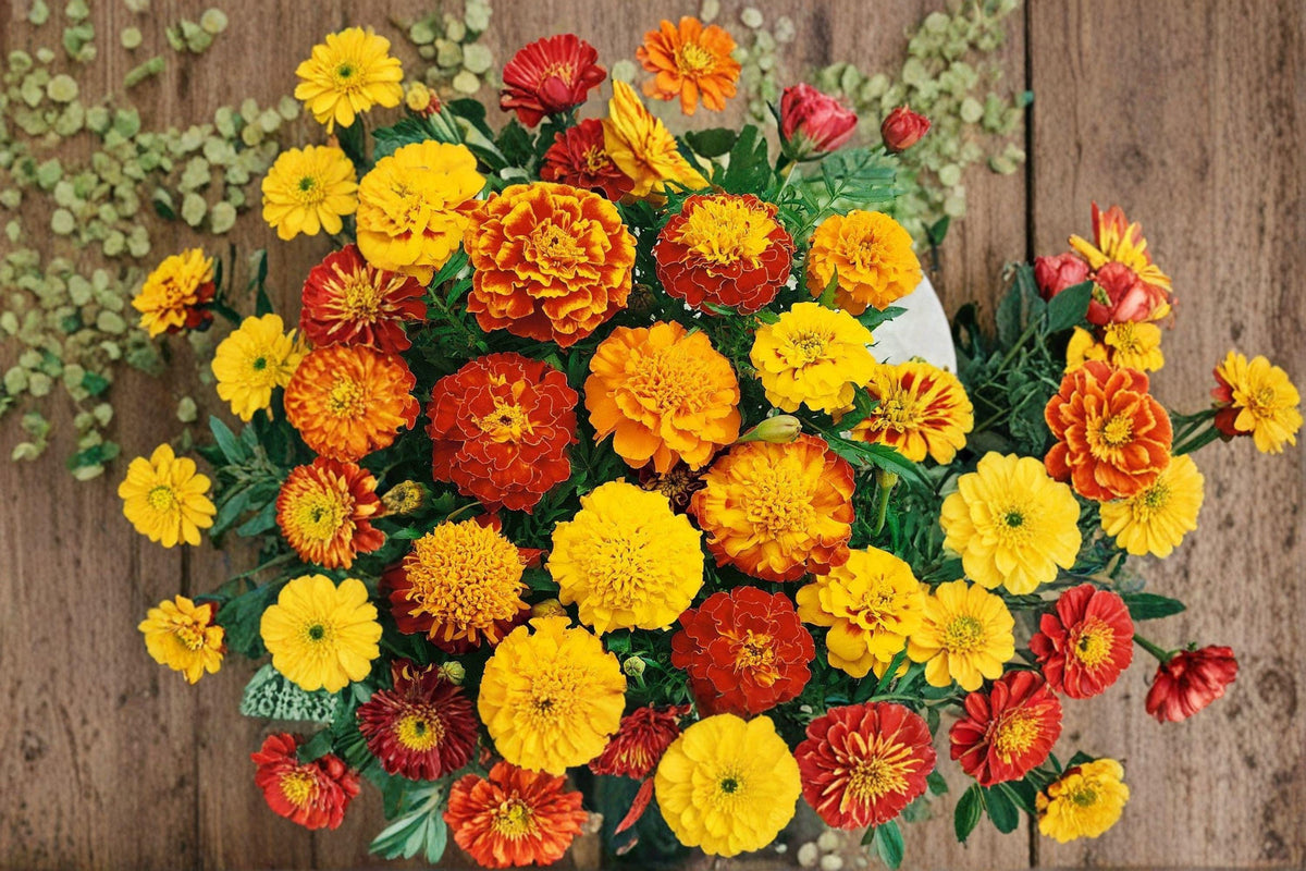 Petite Mixture Sunflower Seeds - Dwarf Sunflower Mix, Bright Colors, Helianthus annuus, 100 Non-GMO Seeds for Containers & Small Gardens