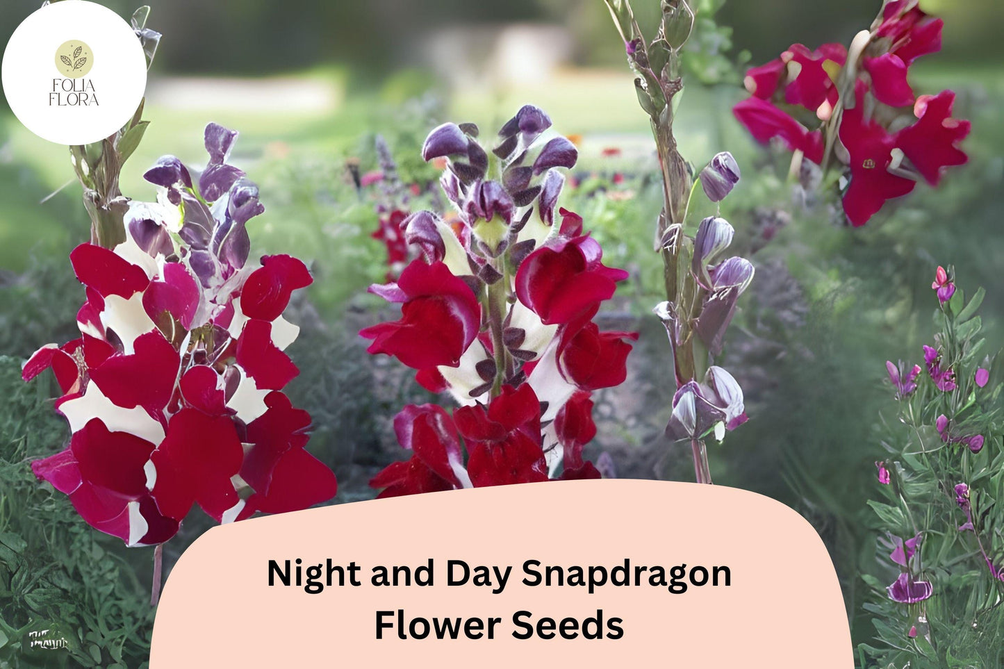 Antirrhinum majus Night and Day Snapdragon Seeds – 1000+ Bi-Color Red & White Blooms for Garden & Cut Flowers