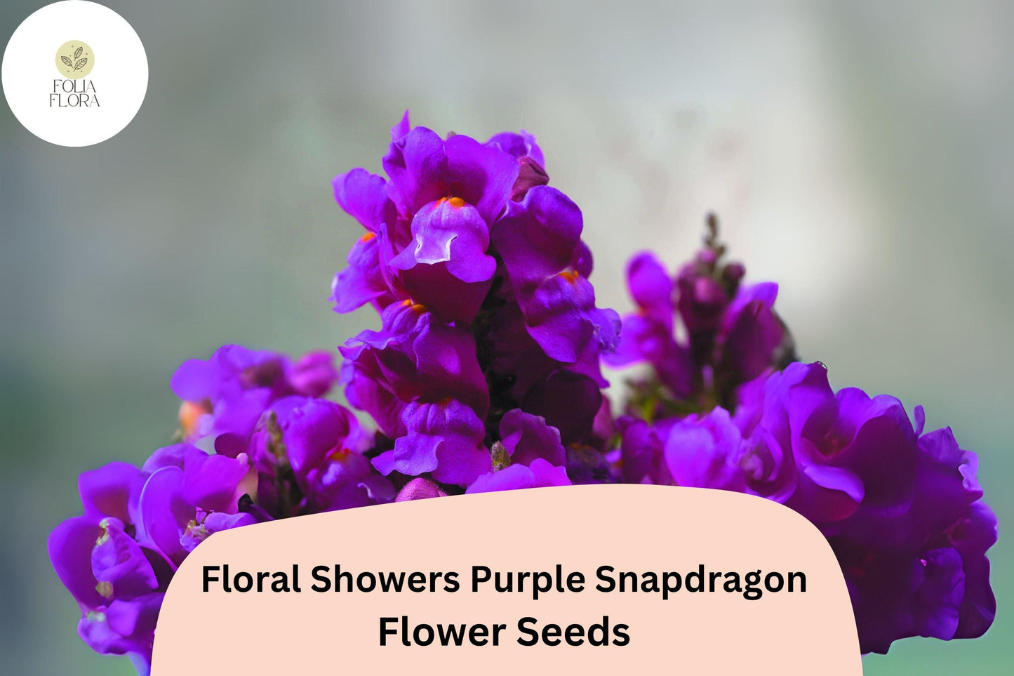 Floral Showers Purple Snapdragon Seeds - 1000+ Deep Purple Blooms, Compact Dwarf Antirrhinum majus