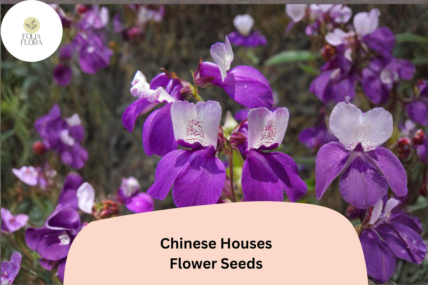 Chinese Houses Seeds – 100 Collinsia heterophylla | Easy-to-Grow Annual Wildflower for Borders and Gardens