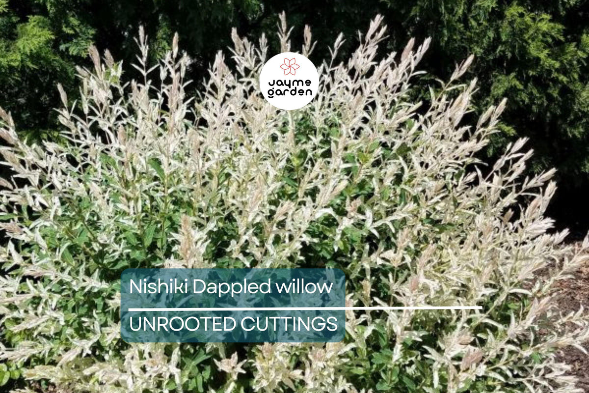 25+ Nishiki Dappled Willow Cuttings 8-10" | Salix integra 'Hakuro Nishiki' | Fast Growing, Easy to Root, Variegated Foliage