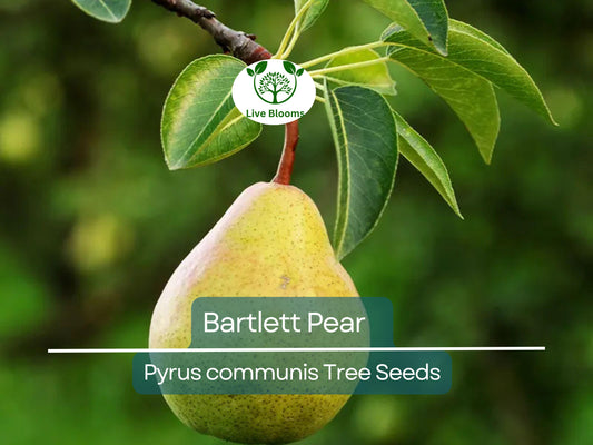 10 Bartlett Pear Tree Seeds | Grow Sweet Edible Pears | Ideal for Home Gardens & Orchards