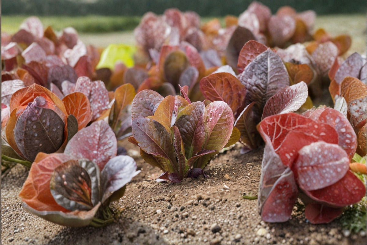 Red Romaine Lettuce Seeds - 700 Seeds, Rouge De Hiver, Lactuca sativa, French Heirloom, Cold-Hardy, Sweet Flavor, Salad Green
