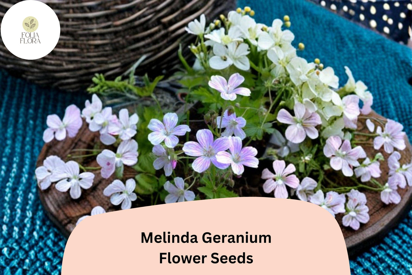 25+ Melinda Geranium Seeds | Hardy Perennial with Purple Blooms for Pollinator Gardens