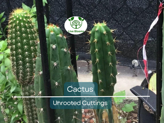 1 Foot Cactus Unrooted Cuttings for Easy Propagation and Low-Maintenance Gardening