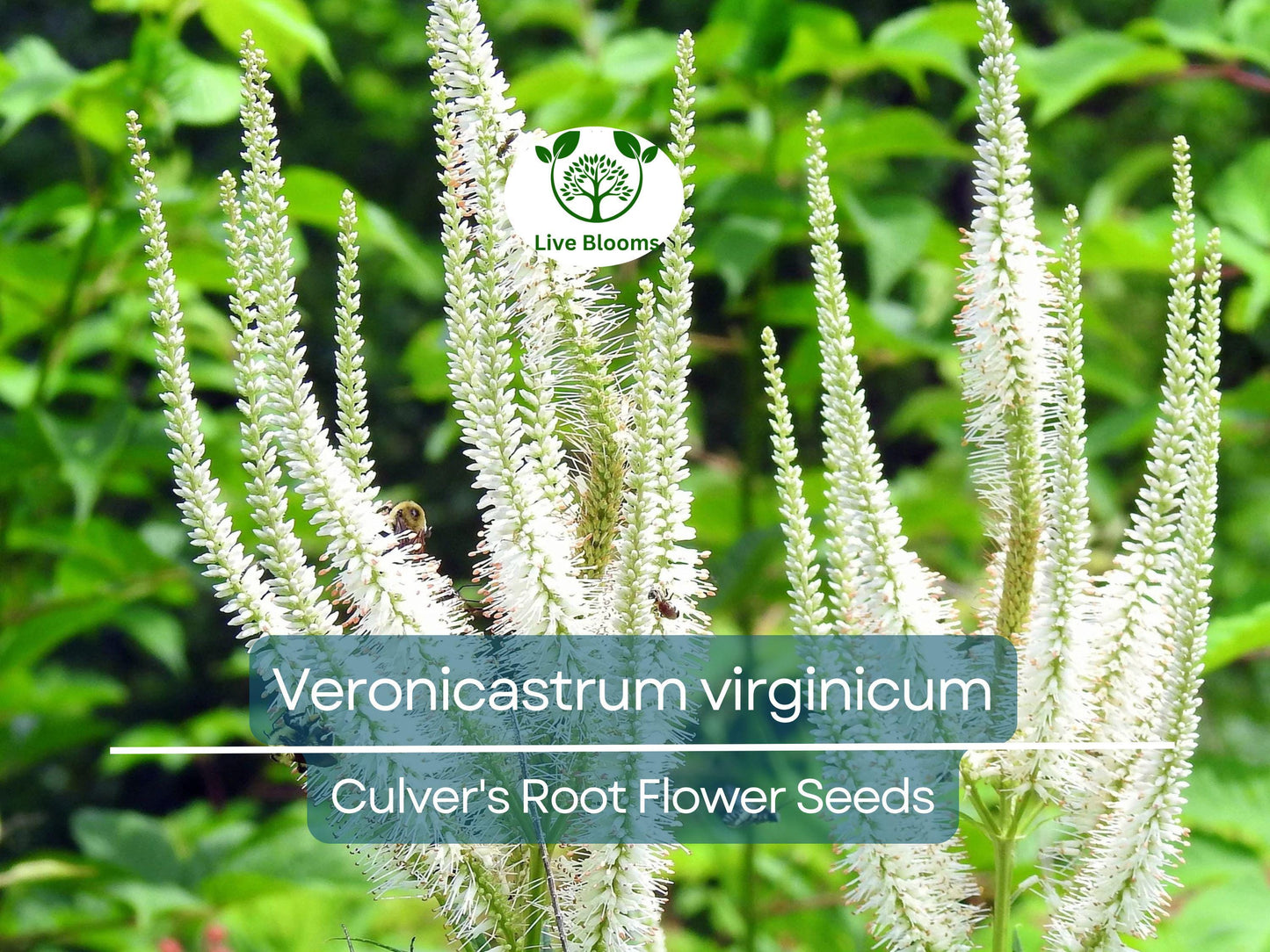 2800 Veronicastrum Virginicum Culver's Root Seeds - Native Perennial, Pollinator-Friendly Garden Plant