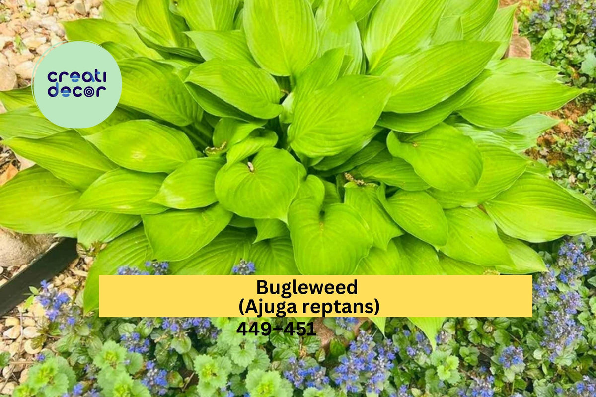 Live Starter Plants Set of 25 Bugleweed Ajuga reptans Burgundy Ground Cover with Blue-Purple Flowers for Shaded Gardens