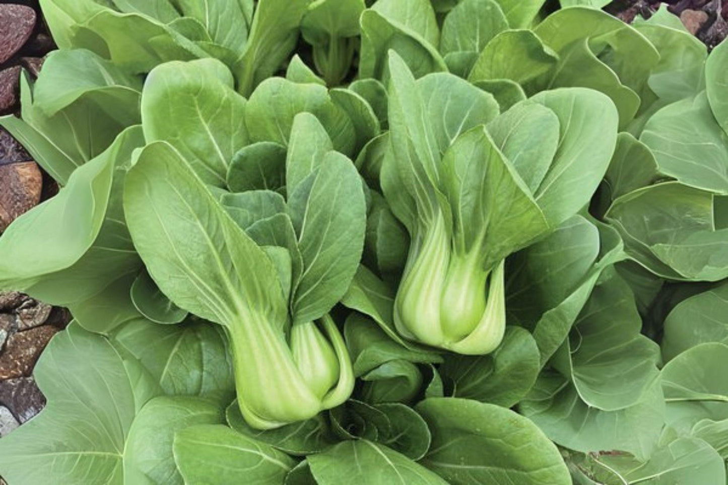 Bok Choi Taisai Seeds – Asian Heirloom Vegetable, Pak Choi, Brassica rapa subsp. chinensis, Fast Growing, Cool-Season Green Leafy Vegetable
