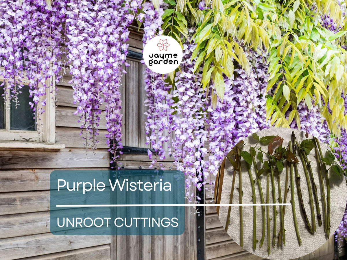 5 Unrooted Purple Wisteria Cuttings - Hardy Climbing Vine with Fragrant Flowers - Wisteria spp. for Outdoor Landscaping