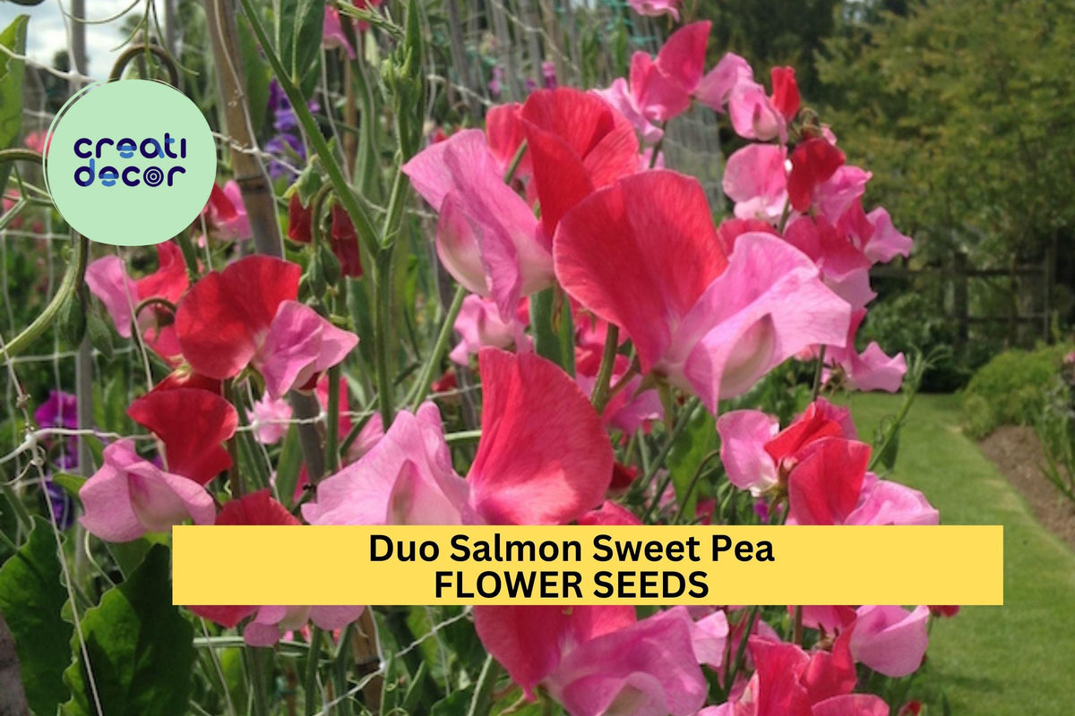 50+ Duo Salmon Sweet Pea Seeds – Fragrant Pink-Orange Climbing Vines for Trellises & Gardens