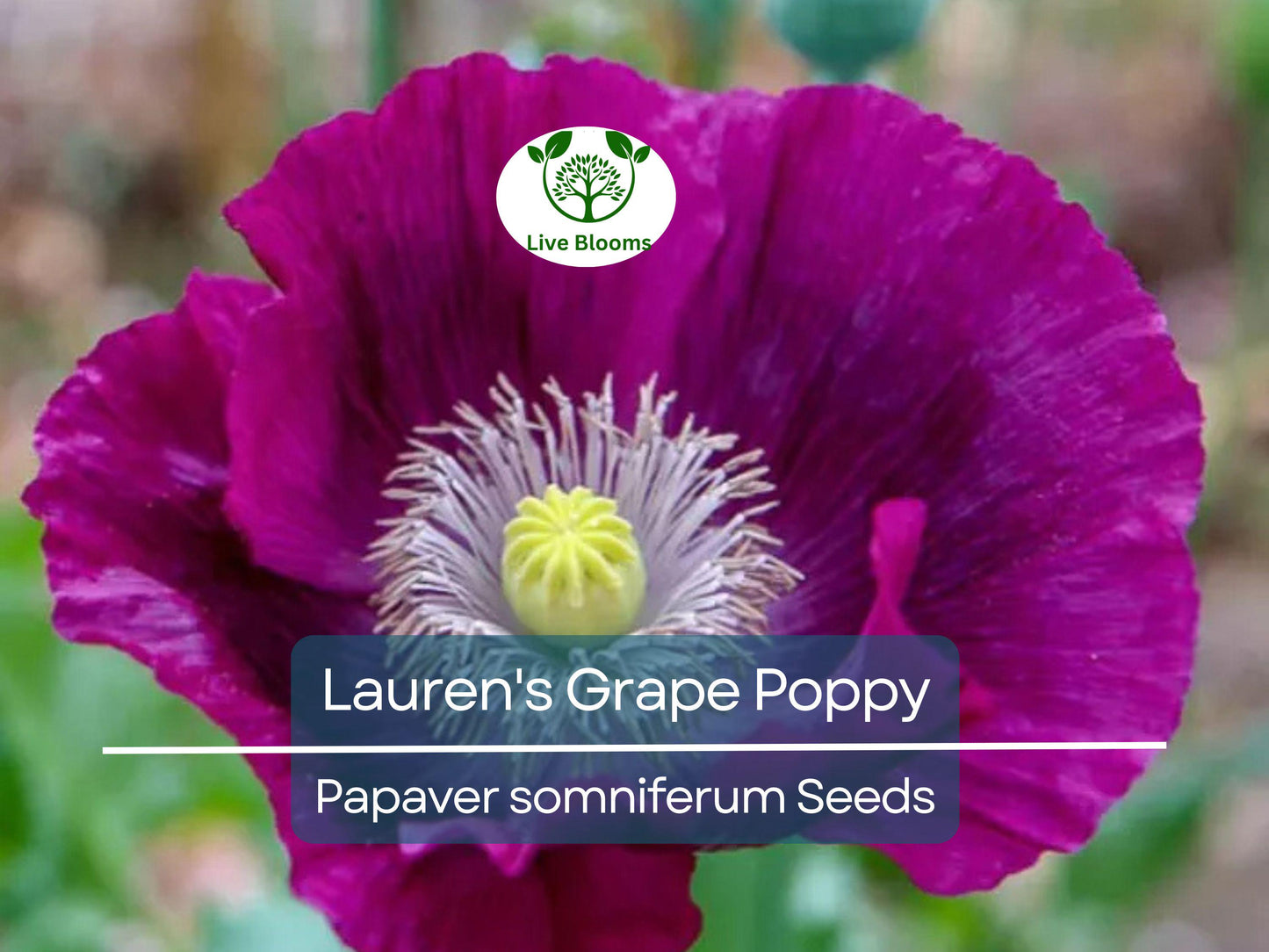 500 Seeds Poppy Lauren's Grape Purple Poppies Non-GMO Attracts Bees & Butterflies