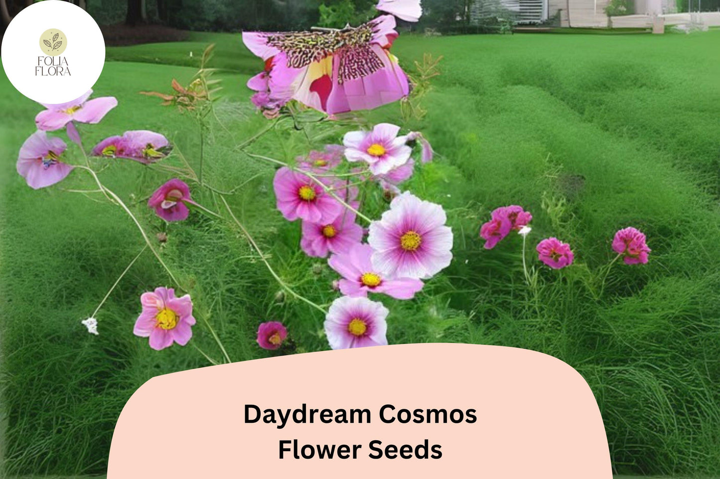 200+ Daydream Cosmos Seeds | Pink & White Bicolor Annual Flowers for Pollinator Gardens