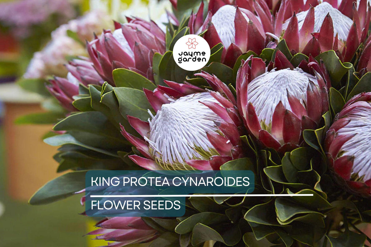 King Protea Seeds - 5 Premium Seeds for Rare Giant Flowers, Protea cynaroides, Exotic Drought-Tolerant Plant for Garden
