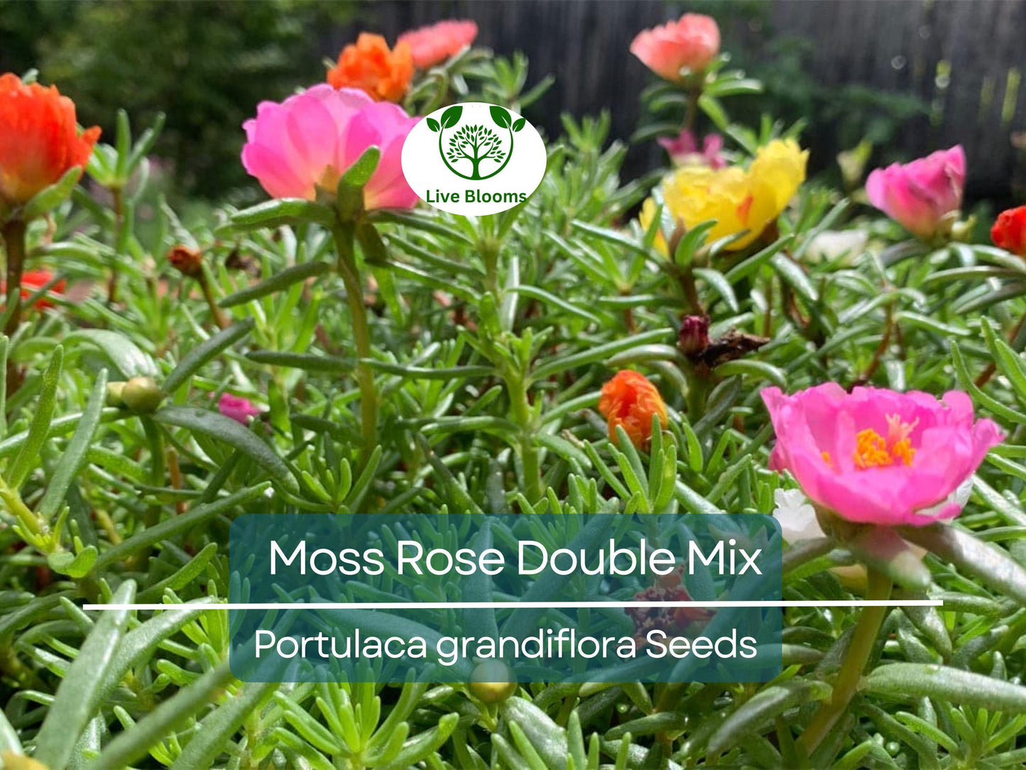 500 Seeds Moss Rose Double Mix - Vibrant Peony-Like Blooms, Low-Growing, Pollinator-Friendly, Non-GMO