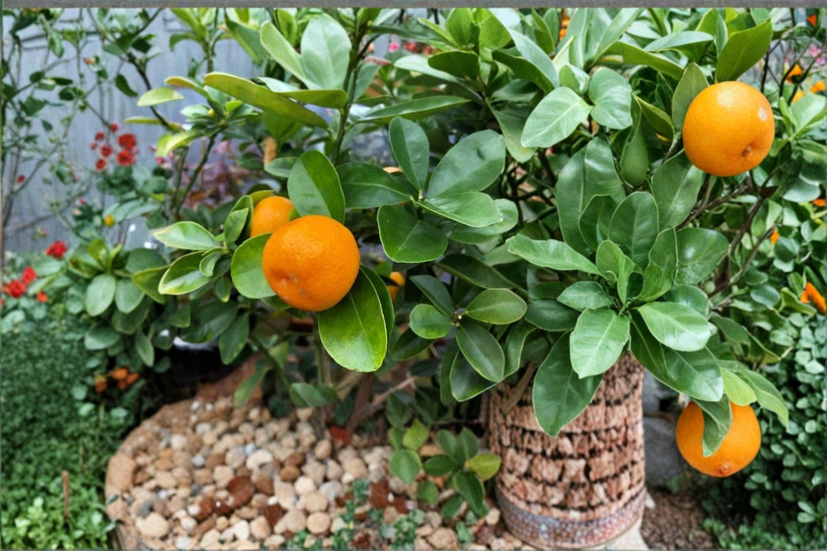 Fukushu Kumquat Cuttings - 3 Unrooted Citrus japonica 'Fukushu' for Propagation - Evergreen Citrus with Fragrant Blooms