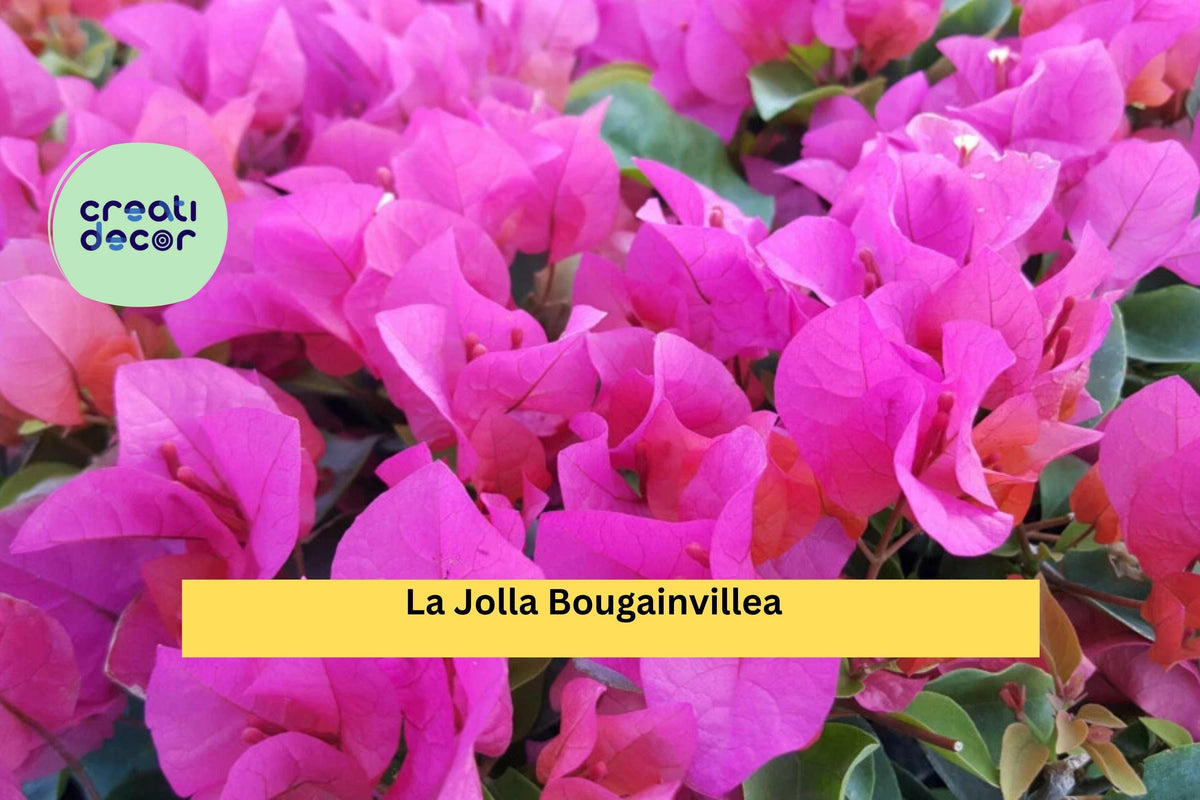 La Jolla Bougainvillea Starter Plug – Magenta Flowering Vine – Bougainvillea glabra Hybrid – Ships Bare Root