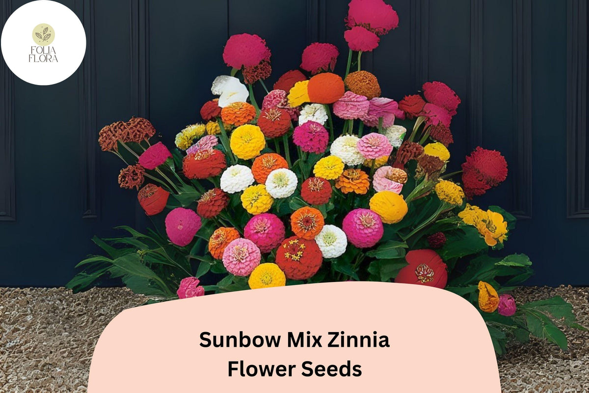 Sunbow Mix Zinnia Seeds - Vibrant Heirloom Zinnia elegans for Colorful Summer Blooms