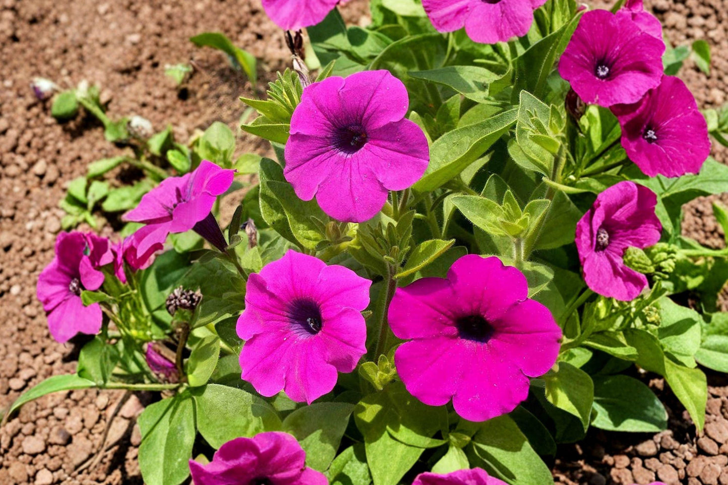 100 Shanin Wild Petunia Seeds – Petunia violacea, Purple Annual Flower for Cottage Gardens, Trailing, Pollinator-Friendly