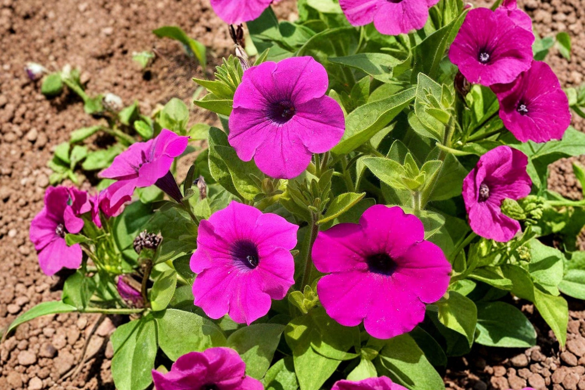 100 Shanin Wild Petunia Seeds – Petunia violacea, Purple Annual Flower for Cottage Gardens, Trailing, Pollinator-Friendly