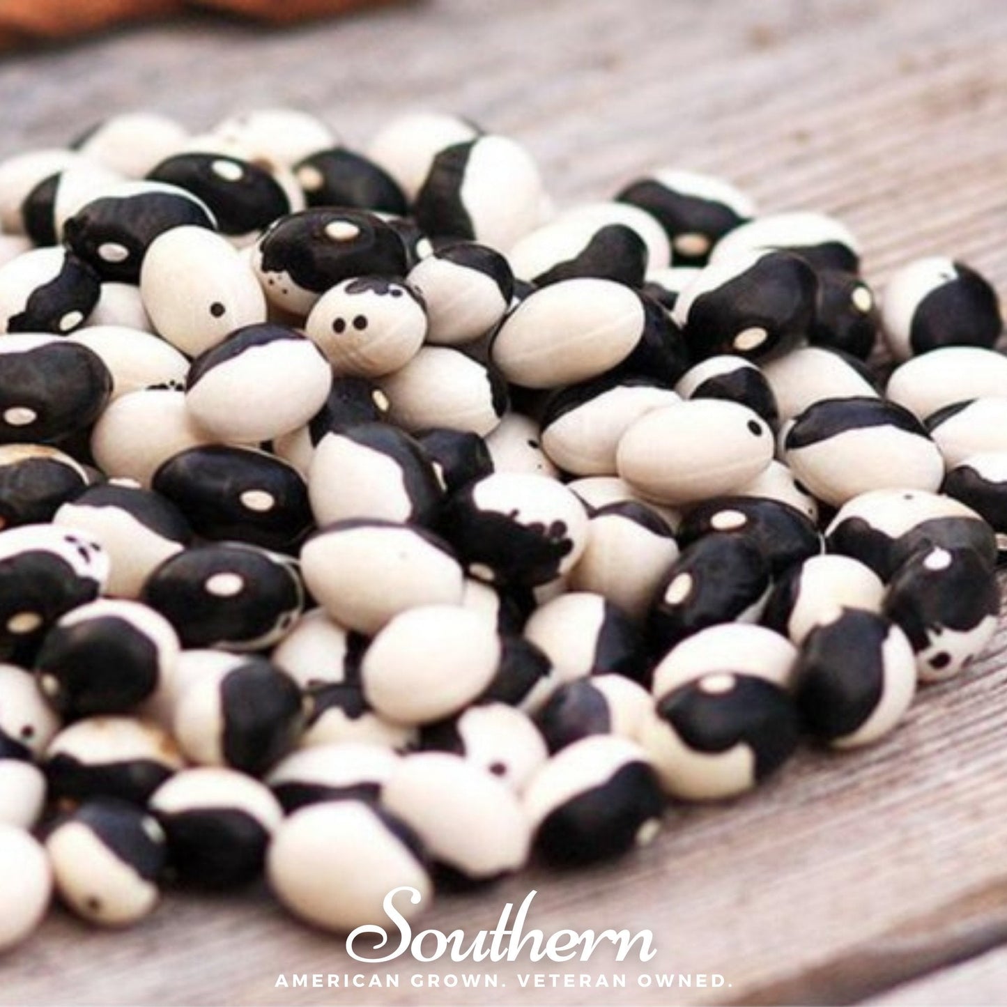 Calypso Orca Bean Seeds – Heirloom Bush Phaseolus vulgaris, Black & White Pattern, Edible Dry Beans, 25 Seeds