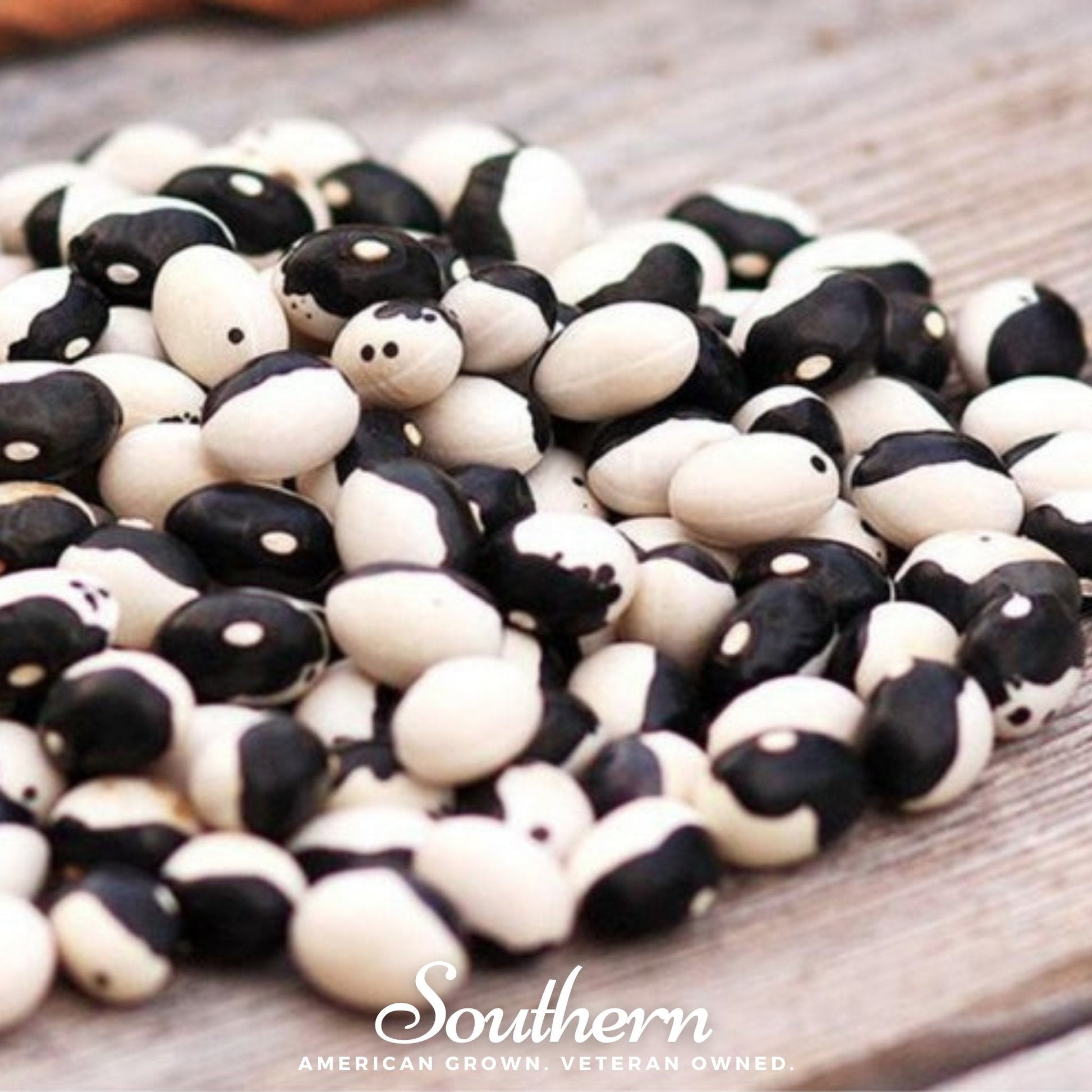 Calypso Orca Bean Seeds – Heirloom Bush Phaseolus vulgaris, Black & White Pattern, Edible Dry Beans, 25 Seeds