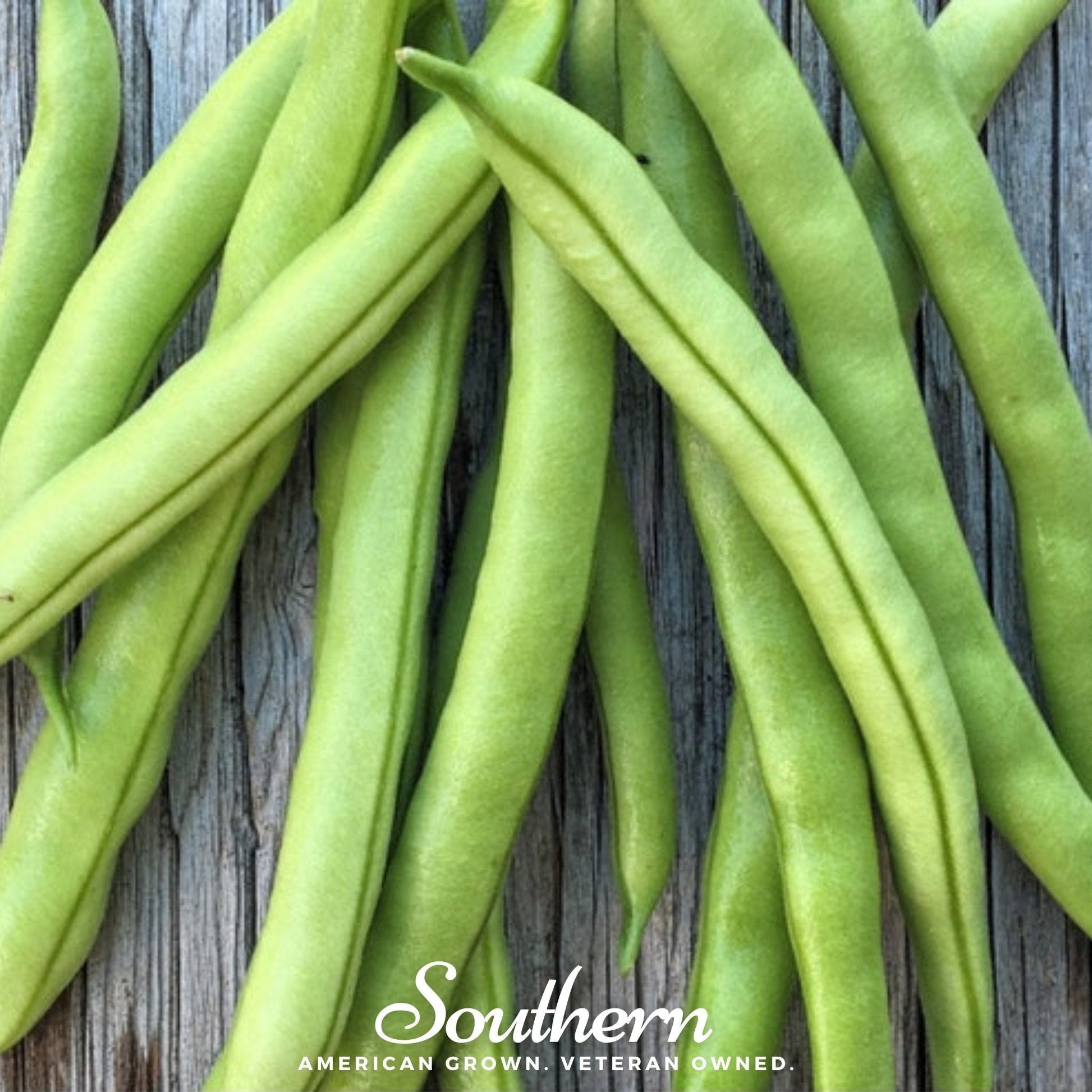 Contender Bush Bean Seeds – Heirloom, Stringless Green Beans, 30 Seeds, Fast Maturity, Compact, Non-GMO, Open Pollinated, Edible Pods