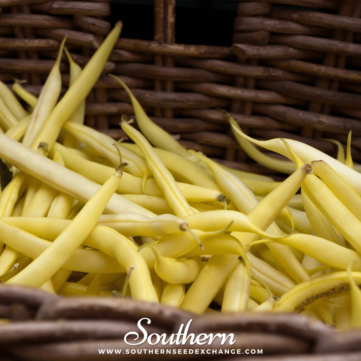 Gold Rush Bush Bean Seeds – Bright Yellow Wax Heirloom, Stringless, Crisp, Tender, 30 Seeds