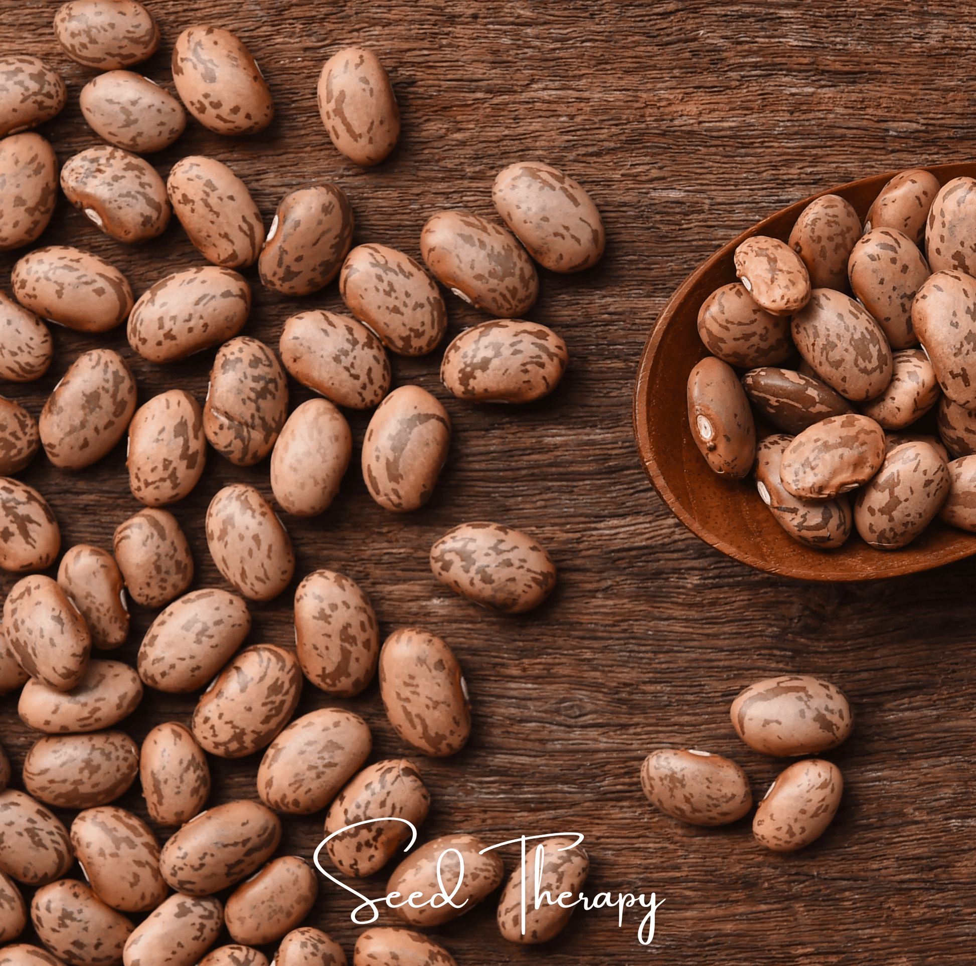 Heirloom Pinto Bean Seeds – 20 Bush Beans for Refried Beans, Chili & Soups – Phaseolus vulgaris, Open Pollinated, Non-GMO