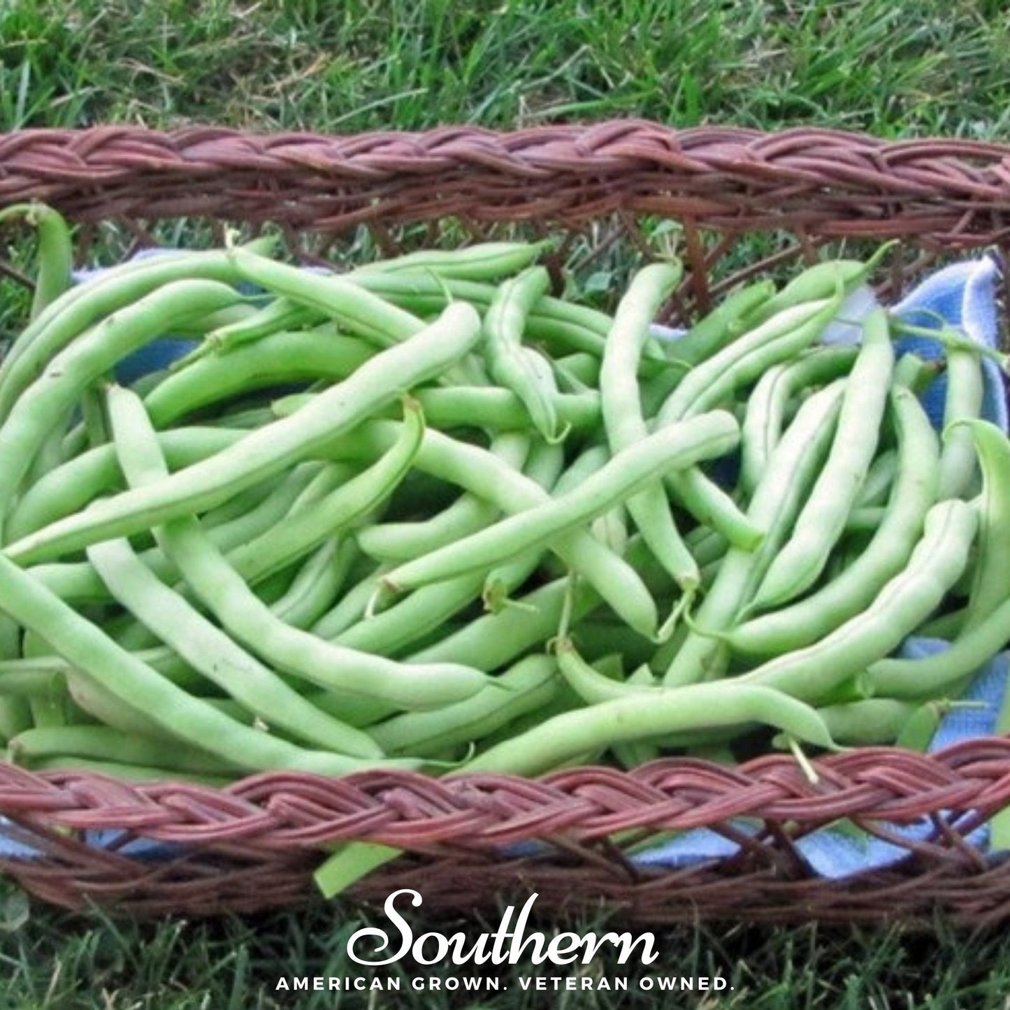 Topcrop Bush Bean Seeds – Heirloom, Non-GMO, Open Pollinated, 50 Seeds, USDA Zone All