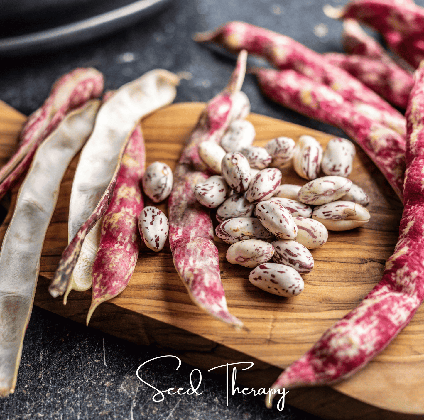 Vermont Cranberry Bean Seeds – Heirloom Bush Borlotti Non-GMO Open Pollinated USDA Zone All