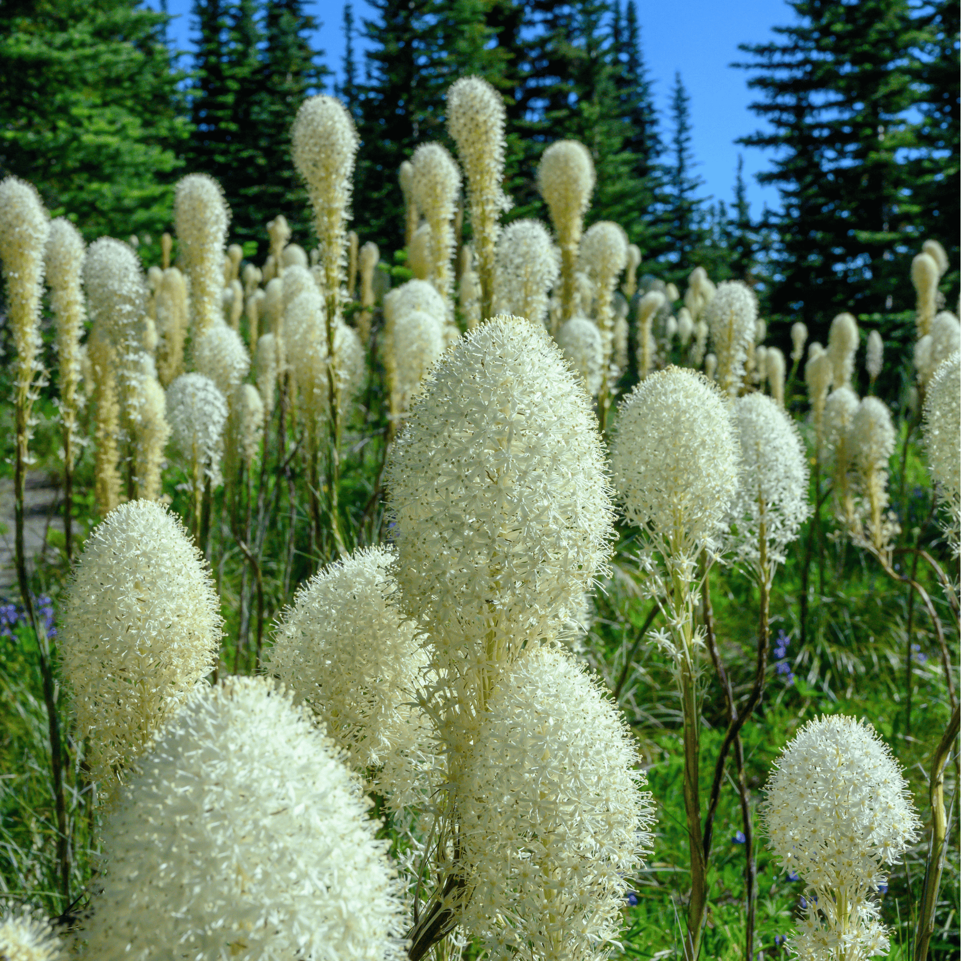Bear Grass Seeds – Native Perennial, Drought-Tolerant, Creamy-White Flowers, Xerophyllum tenax, 50 Seeds