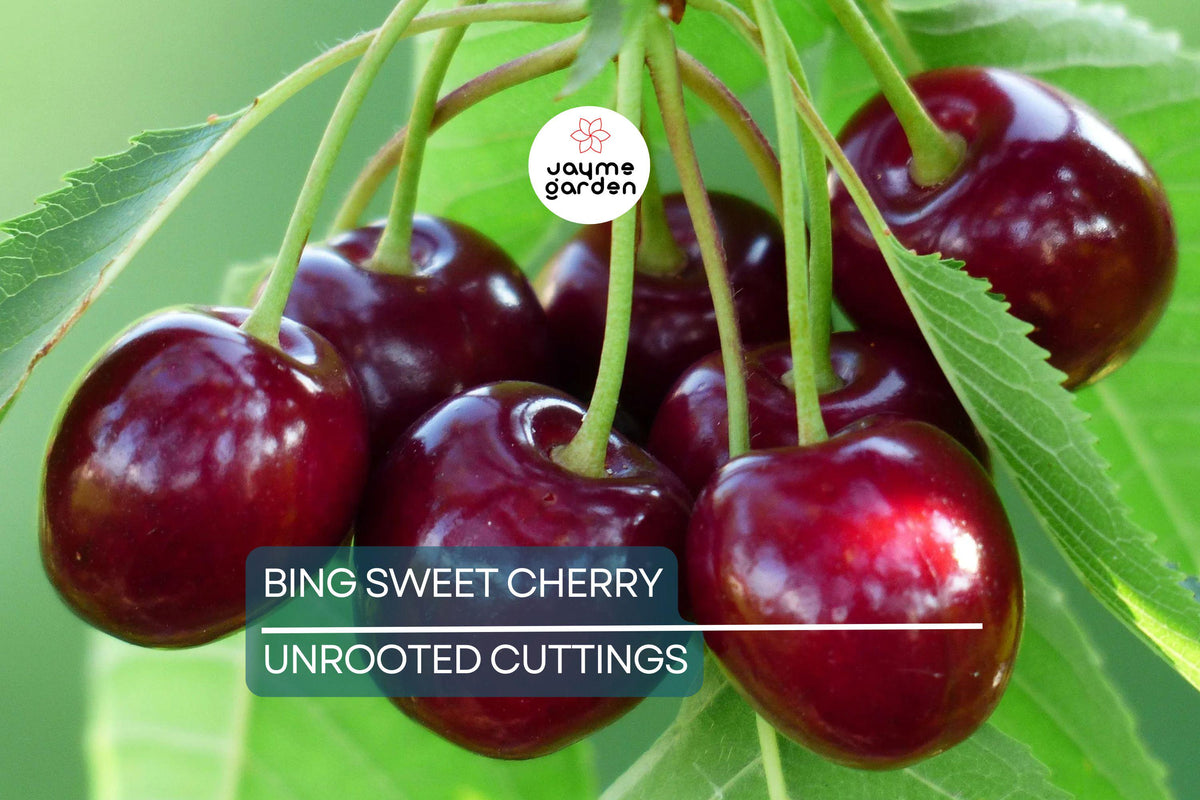 Organic Bing Sweet Cherry Cuttings - 6" Hardwood Scion Wood (Prunus avium) for Grafting, Ideal for Zones 5-8, Deep Red Cherries