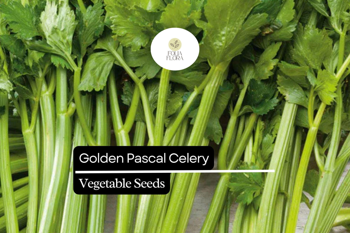 Golden Pascal Celery Seeds - 500 Heirloom Seeds, Crisp & Sweet Stalks, Apium graveolens, Golden-yellow Blanched Variety