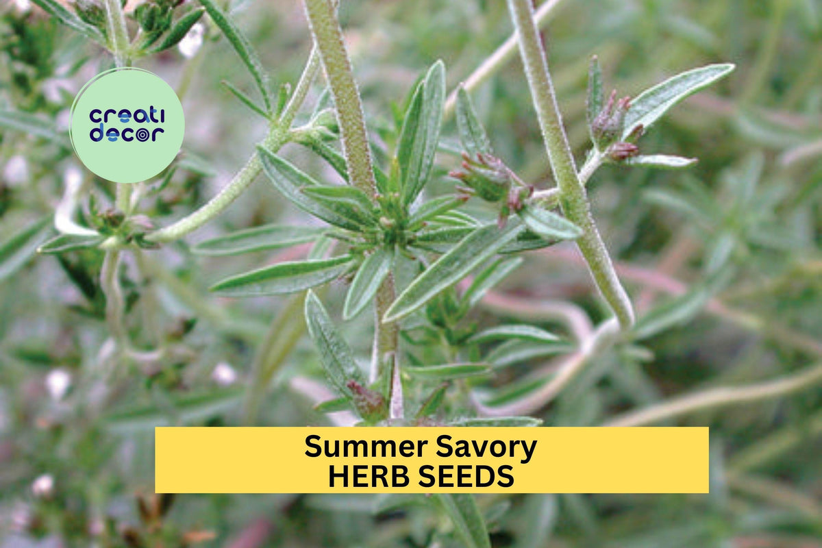 Summer Savory Seeds 3pcs 1g - Aromatic Culinary Herb (Satureja hortensis) for Cooking & Container Gardening