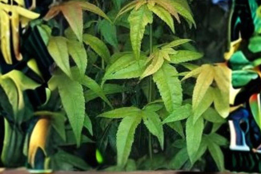 10 Acer elegantulum Seeds - Rare Elegant Maple Tree for Bonsai, Ornamental Landscaping, Deciduous Tree, Full Sun to Partial Shade