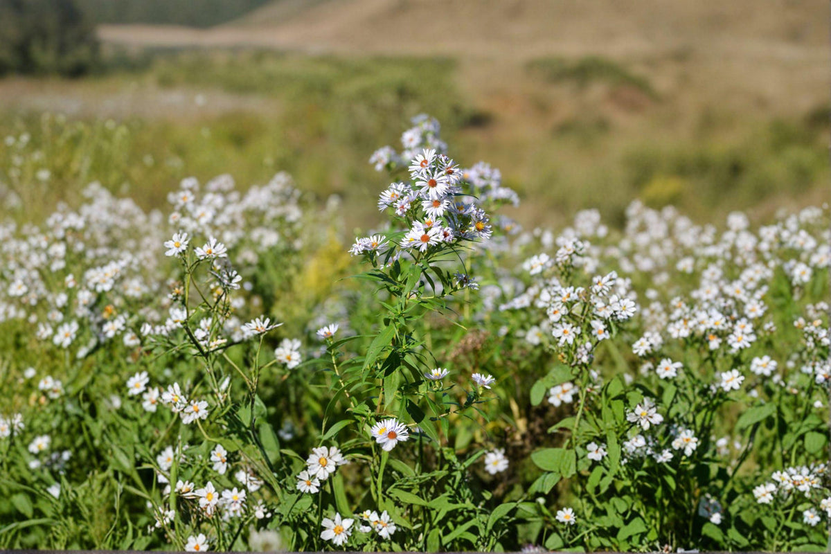 Shining Aster Seeds | 100 Seeds | Native Purple Wildflower | Symphyotrichum firmum | Pollinator Garden Plant