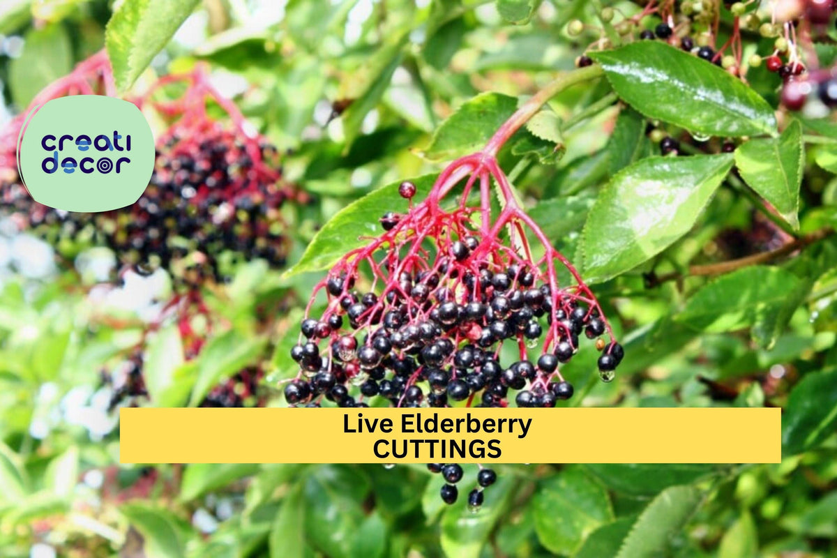 2 Elderberry Cuttings | Healthy Live Wood | Easy to Root Fruiting Shrub for Garden or Hedge