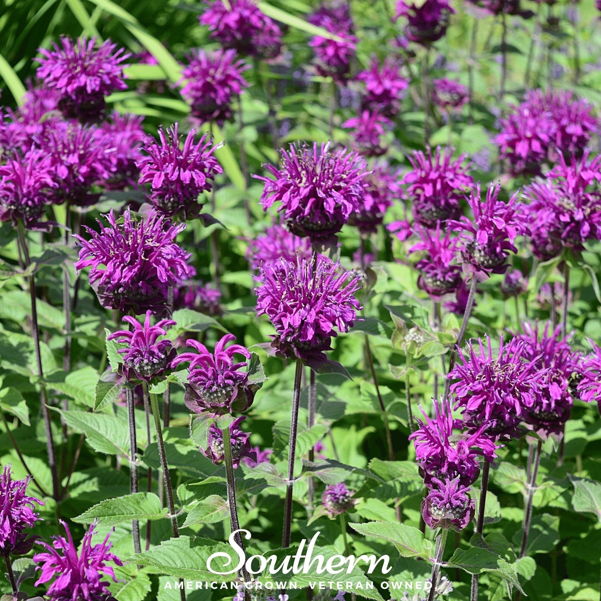 Purple Bee Balm Seeds | Monarda media | Lavender-Purple Perennial for Pollinators & Herbal Tea