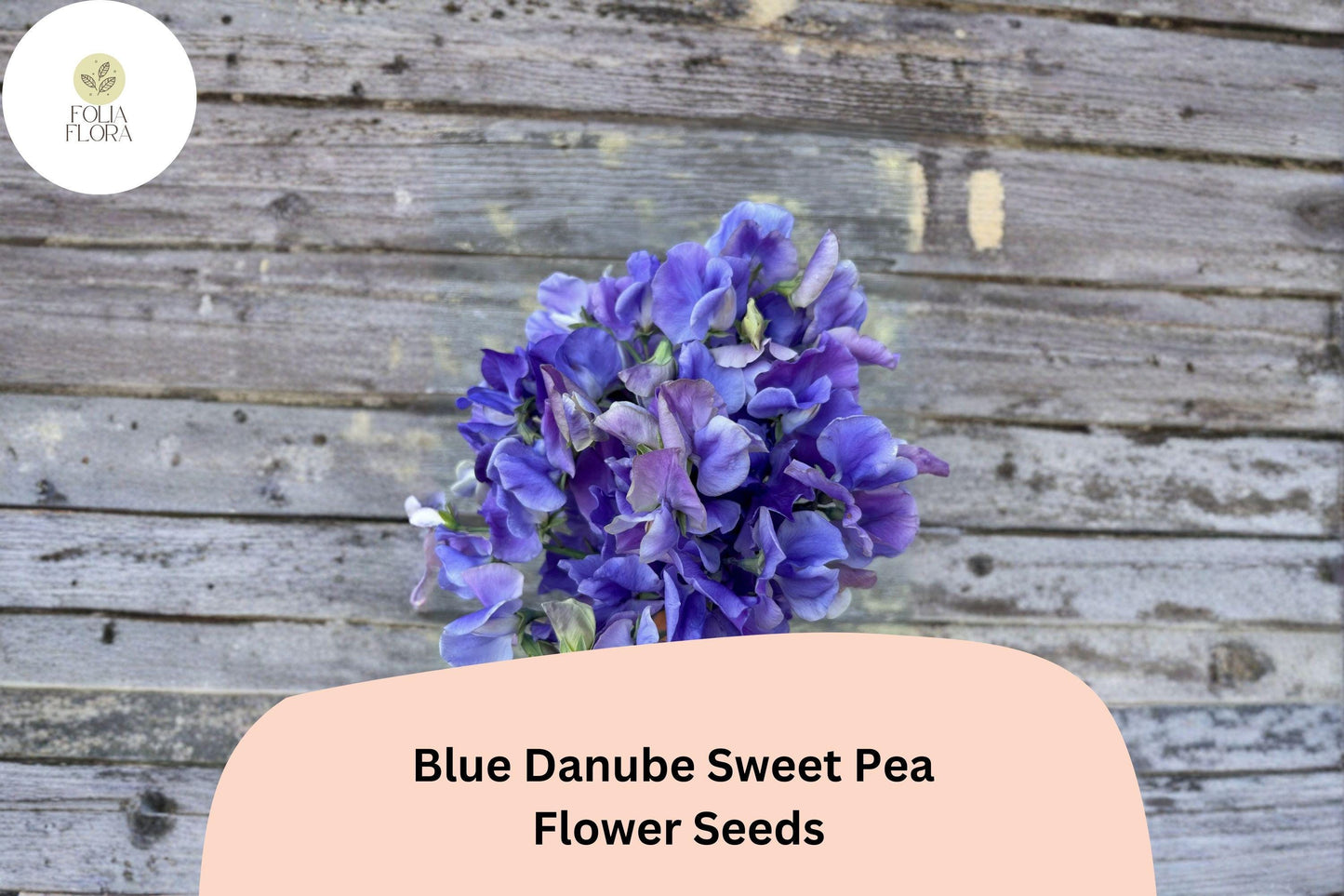 Blue Danube Sweet Pea Seeds 50+ | Fragrant Climbing Blue Lavender Flowers for Garden Trellis